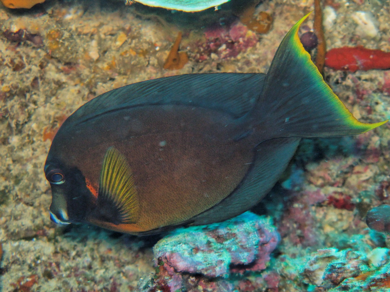 Acanthurus pyroferus